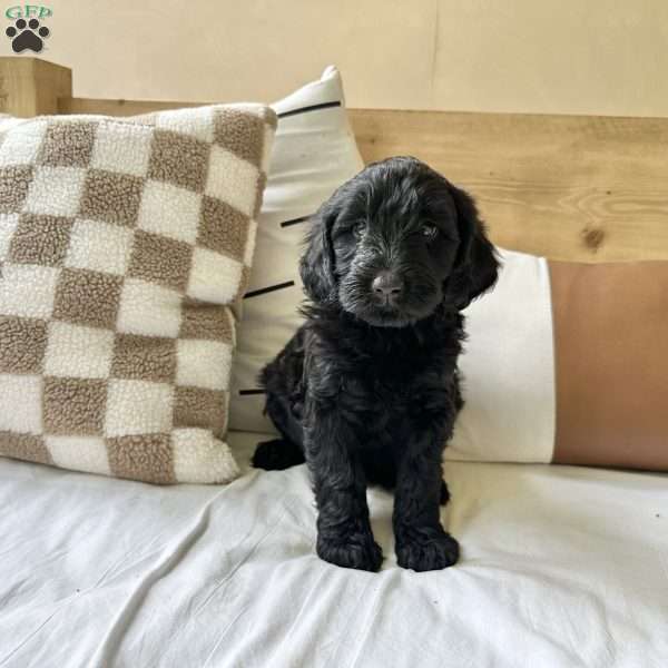 Sky, Portuguese Water Dog Puppy