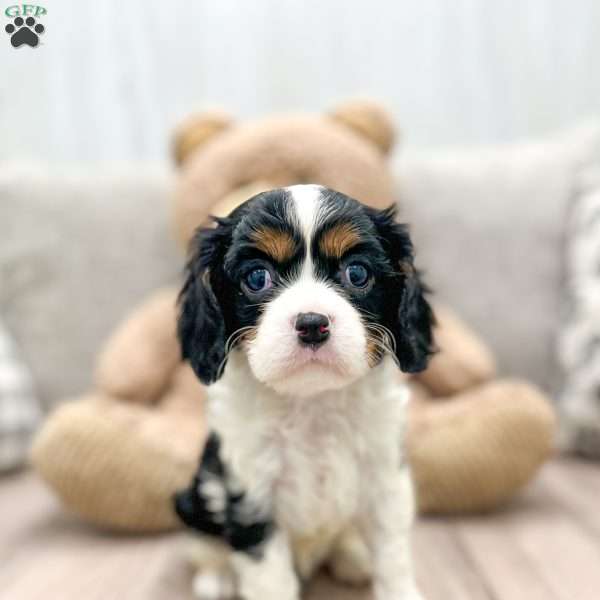 Cindy, Cavalier King Charles Spaniel Puppy