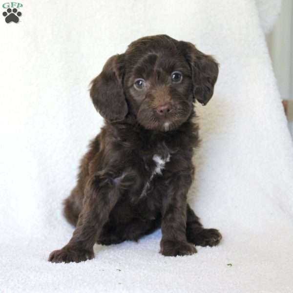 Spencer, Mini Goldendoodle Puppy