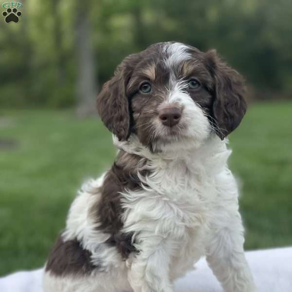 Bailey F1b, Mini Bernedoodle Puppy