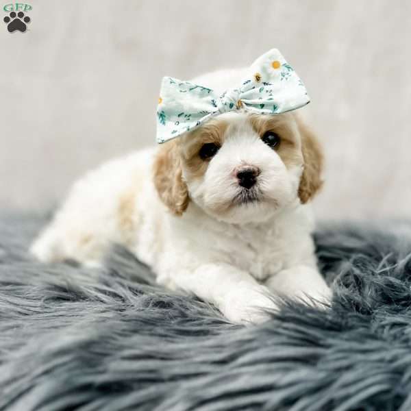 Emerson, Cavapoo Puppy