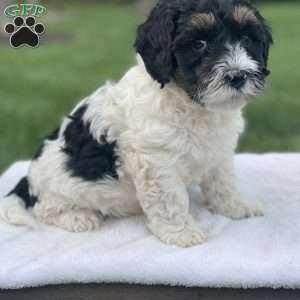 Baxter F1b, Mini Bernedoodle Puppy