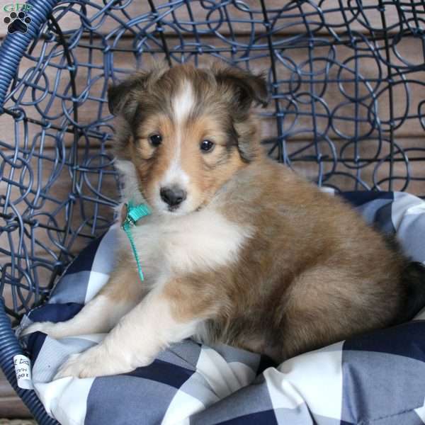 Leo, Sheltie Puppy