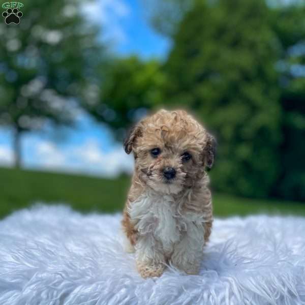 Lily, Yorkie Poo Puppy