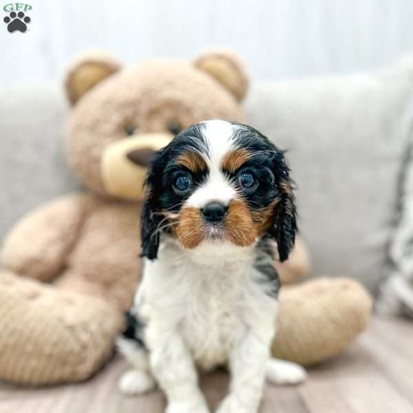 Kate, Cavalier King Charles Spaniel Puppy