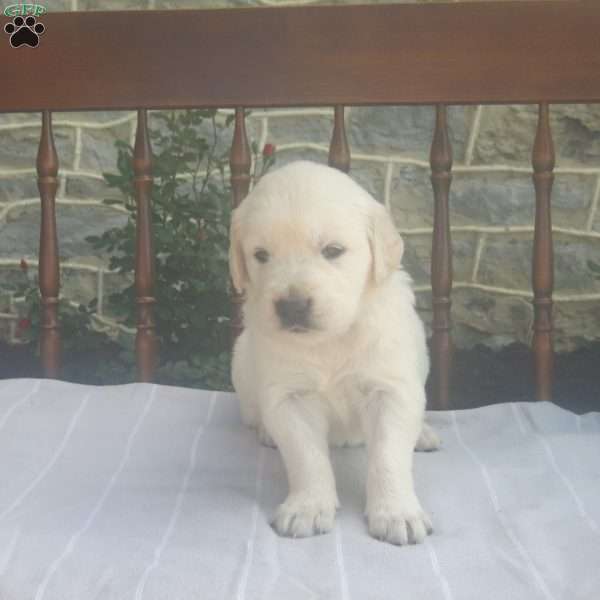 Humpty Dumpty, English Cream Golden Retriever Puppy