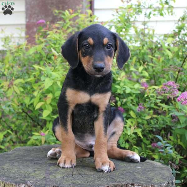 Jimmy, Border Collie Mix Puppy