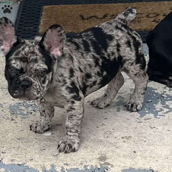 Kobe, French Bulldog Puppy