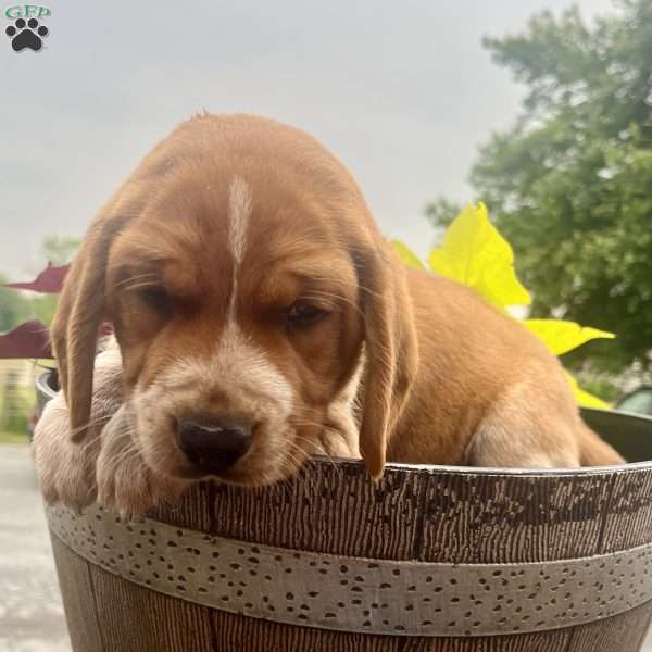 Butch, Beagle Puppy