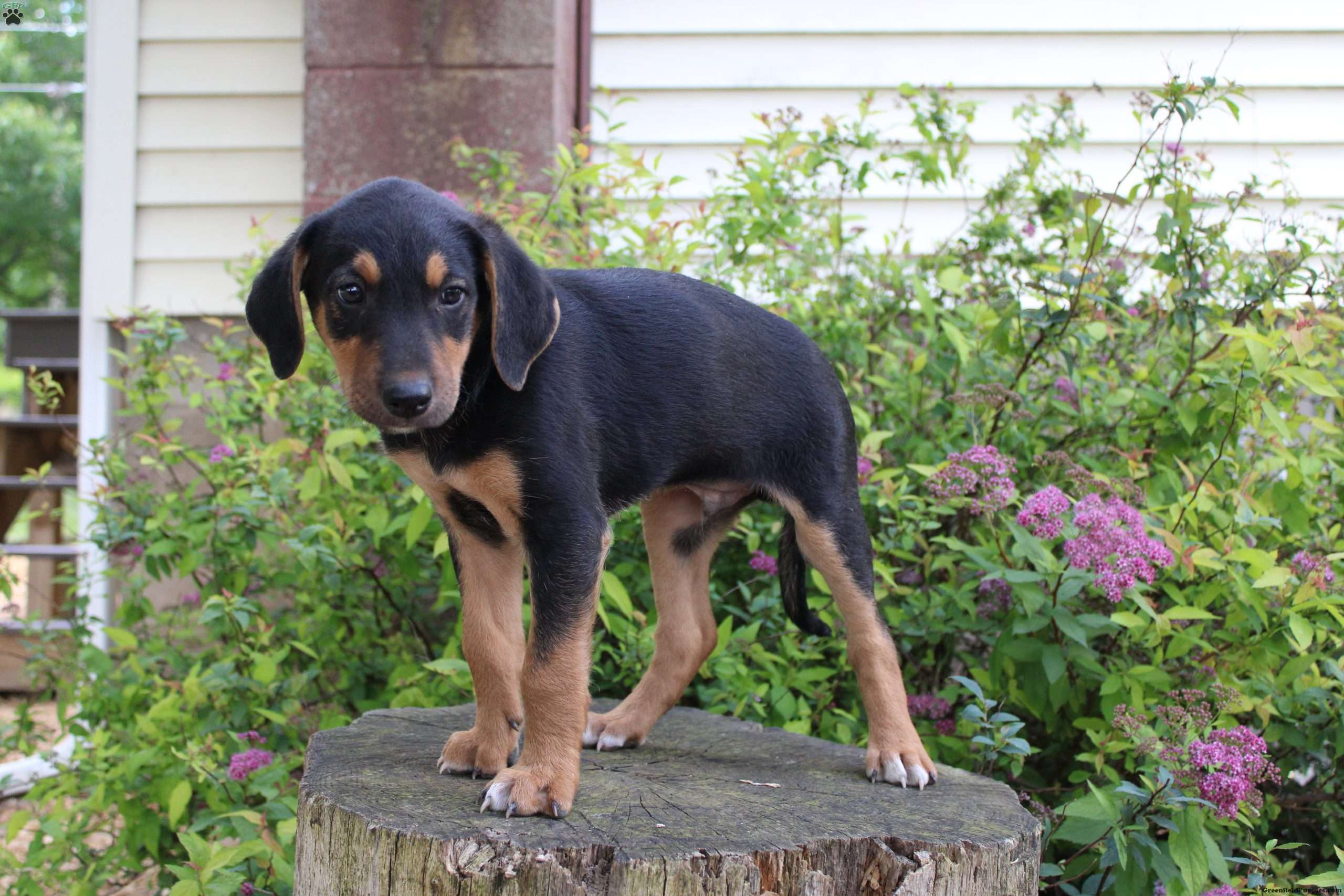 Jimmy - Collie Mix Puppy For Sale in Pennsylvania