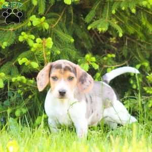 Cooper, Beagle Puppy