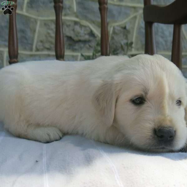 Old McDonald, English Cream Golden Retriever Puppy