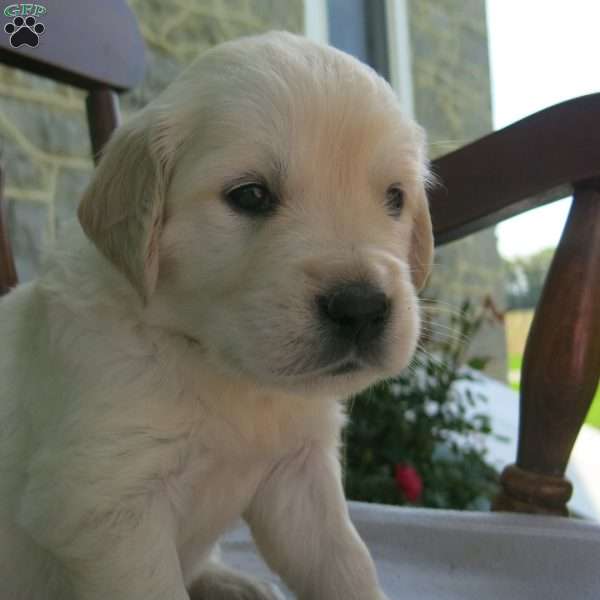 Marys Little Lamb, English Cream Golden Retriever Puppy