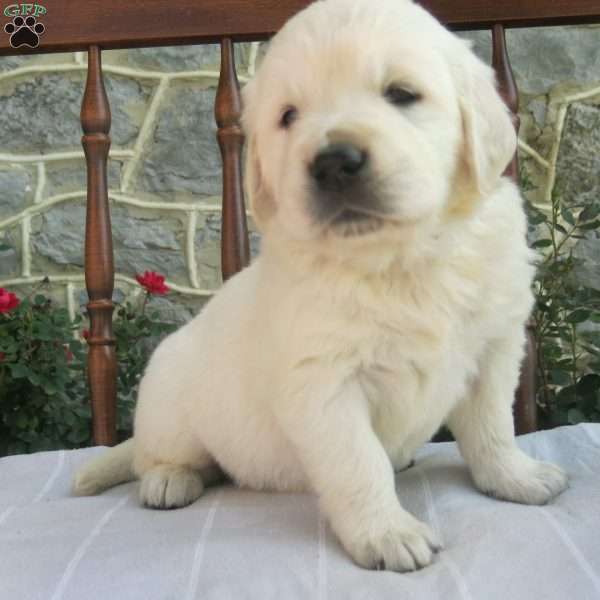 Little Miss Muffet, English Cream Golden Retriever Puppy