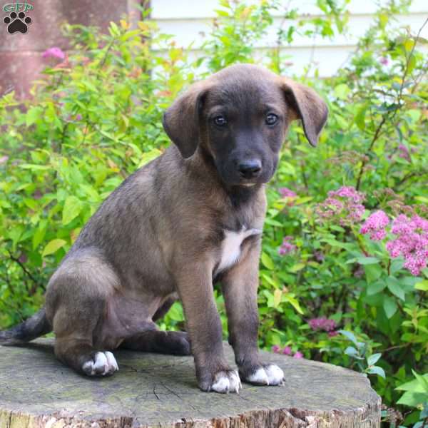 Sonny, Border Collie Mix Puppy