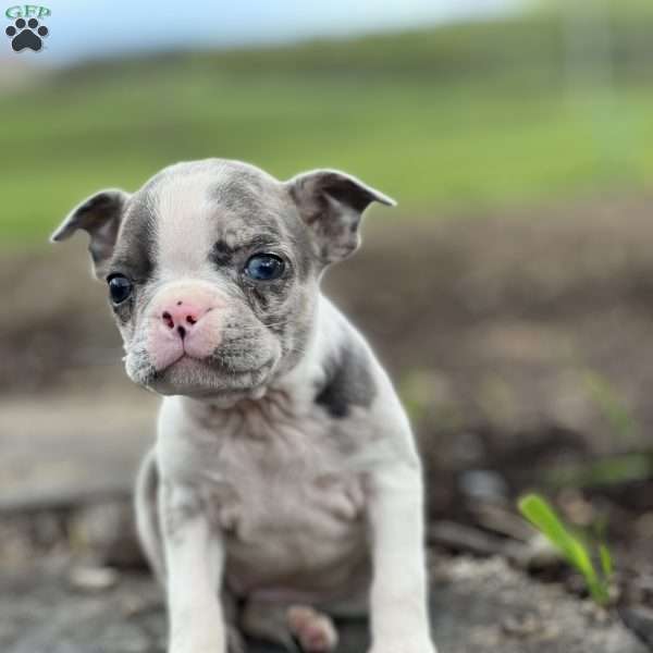 Toffe, Boston Terrier Puppy