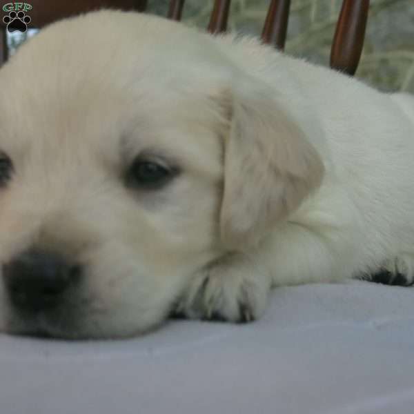 Little Bo Peep, English Cream Golden Retriever Puppy