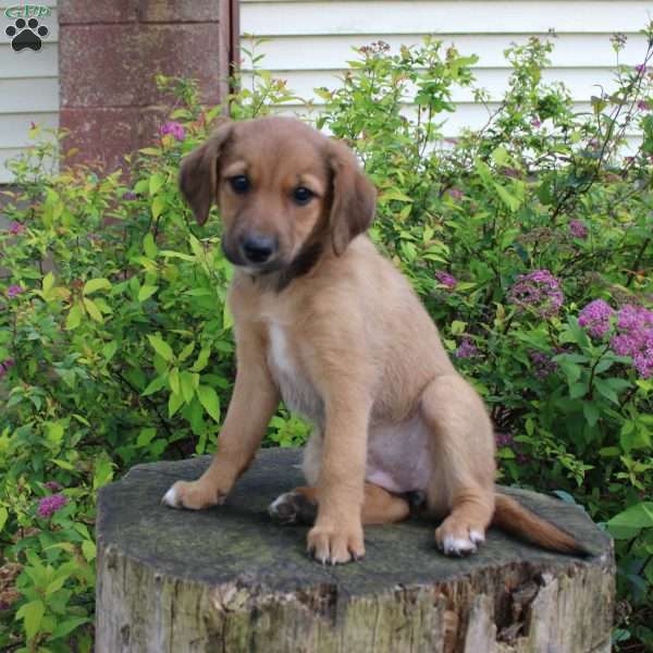 Mary, Border Collie Mix Puppy