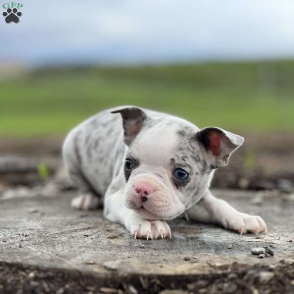 Tutu, Boston Terrier Puppy