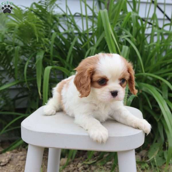 Jessica, Cavalier King Charles Spaniel Puppy