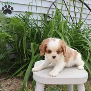 Jessica, Cavalier King Charles Spaniel Puppy