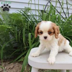 Jessica, Cavalier King Charles Spaniel Puppy