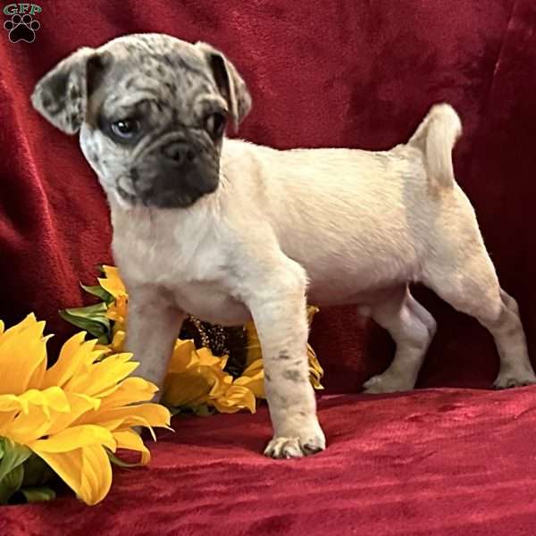 Marvin, Pug Puppy