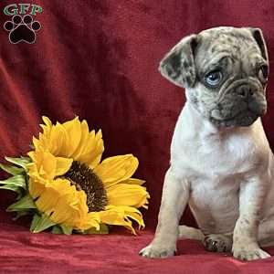 Marvin, Pug Puppy