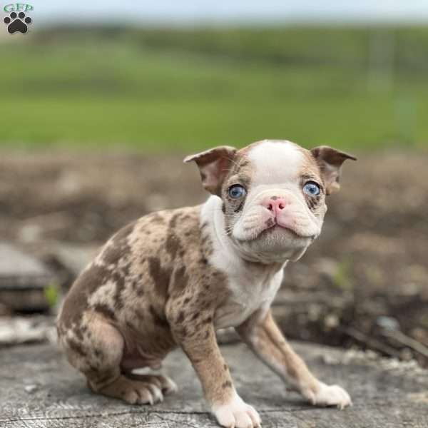 Tucker, Boston Terrier Puppy