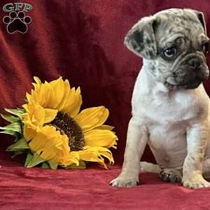 Marvin, Pug Puppy