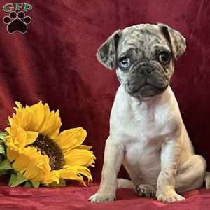 Marvin, Pug Puppy