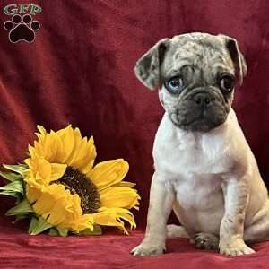 Marvin, Pug Puppy