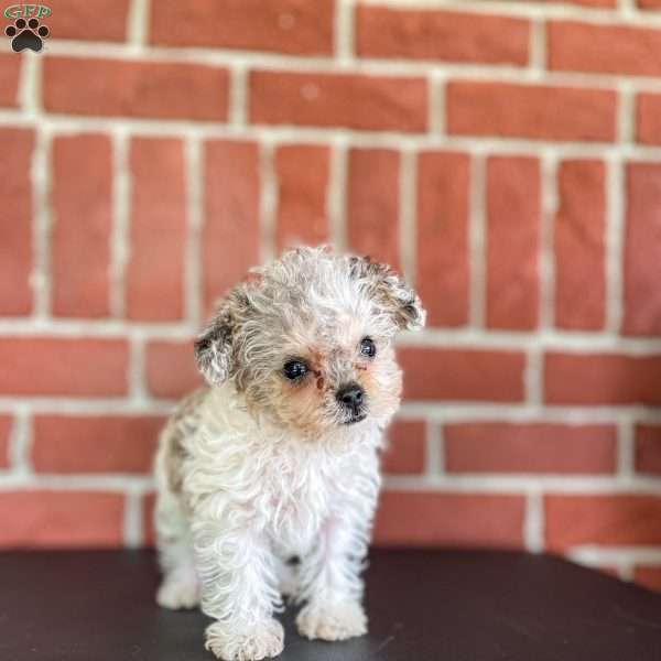 Kaylie, Yorkie Poo Puppy