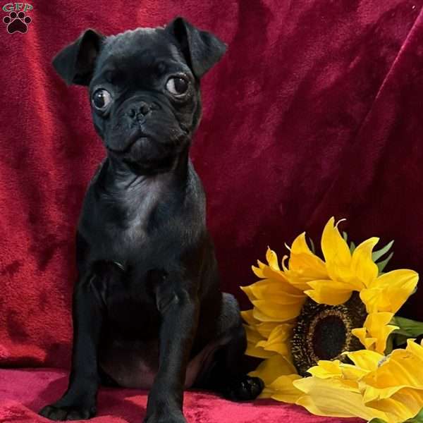 Maggie, Pug Puppy