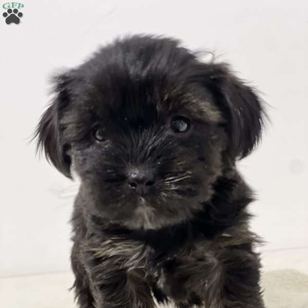 Rachel, Shorkie Puppy