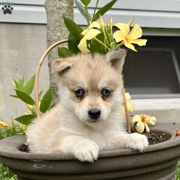 Preston, Pomsky Puppy