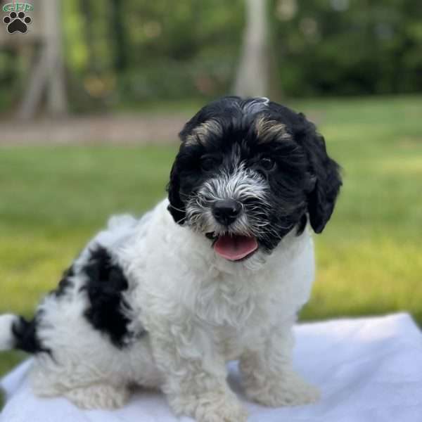 Baxter F1b, Mini Bernedoodle Puppy