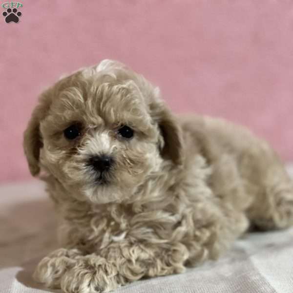 Auburn, Shih-Poo Puppy