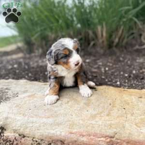 Daisy, Mini Bernedoodle Puppy