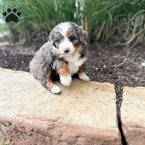 Daisy, Mini Bernedoodle Puppy