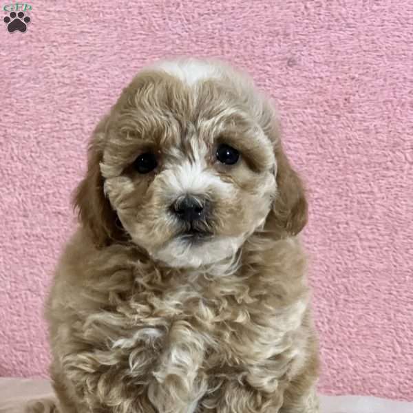 Abby, Shih-Poo Puppy