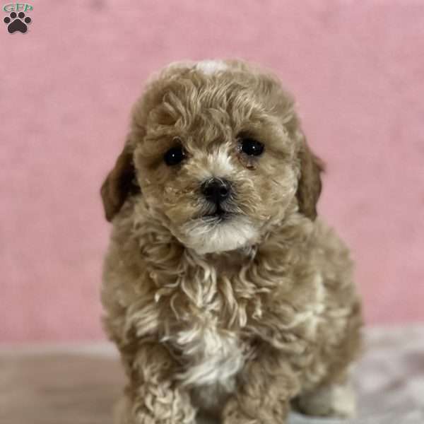 Arya, Shih-Poo Puppy
