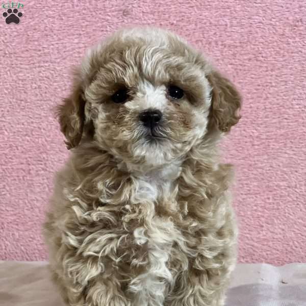 Autumn, Shih-Poo Puppy