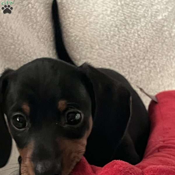 Bailey, Dachshund Puppy