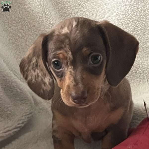 Coffee and cream, Dachshund Puppy