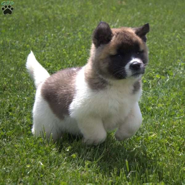 Sadie, Akita Puppy