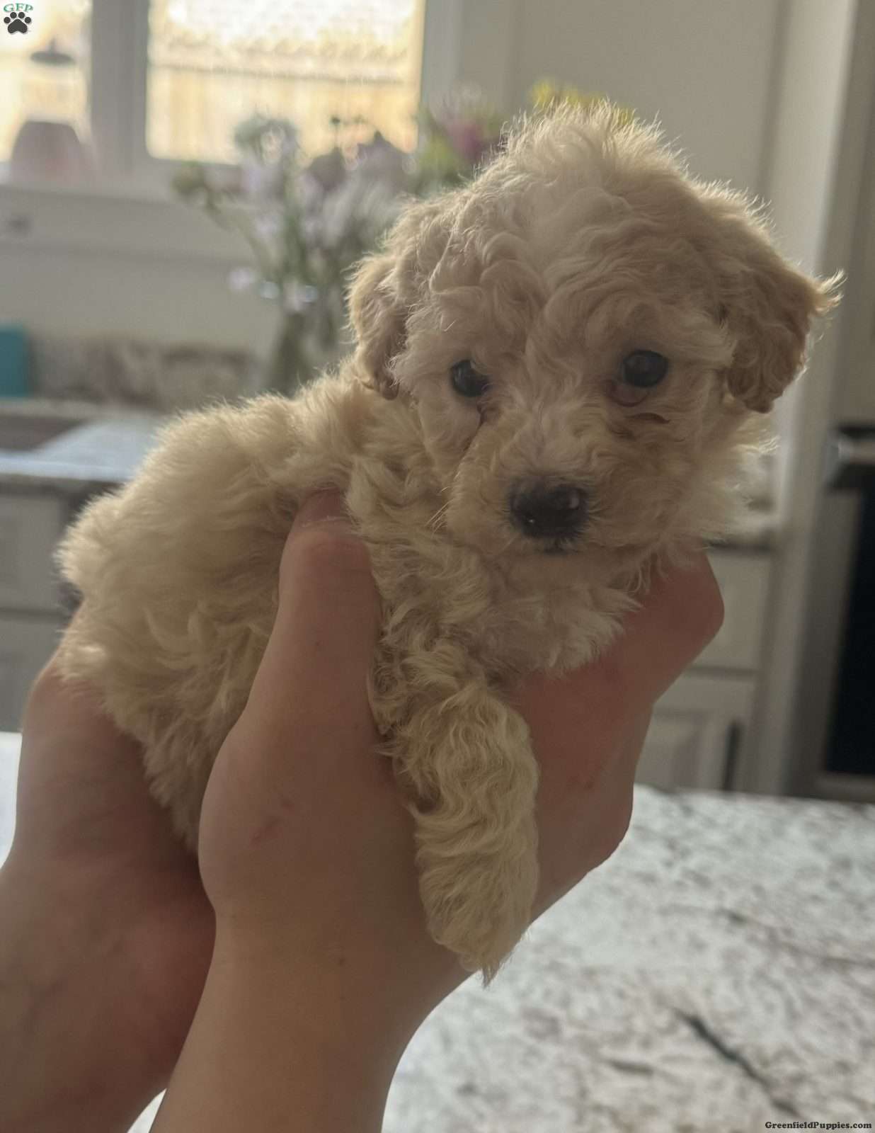 Ruffles Toy Poodle Puppy For Sale in New York