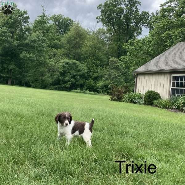 Trixie, Brittany Spaniel Puppy