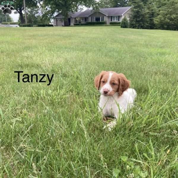 Tanzy, Brittany Spaniel Puppy