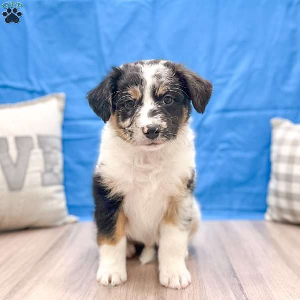 Skyler, Australian Shepherd Puppy